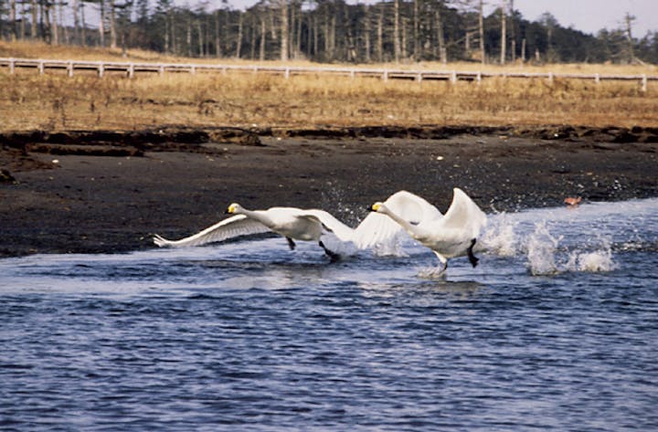 風蓮湖のハクチョウ