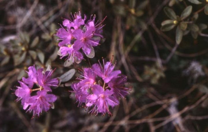 落石岬のサカイツツジ自生地