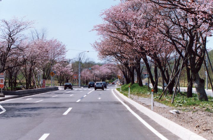 登別の桜並木 アソビュー