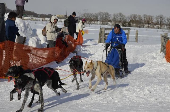 【2021年開催中止】えにわ犬ぞり大会