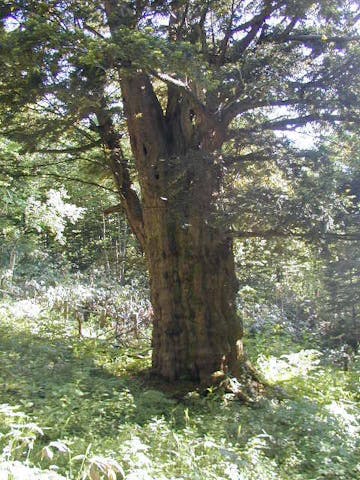 黄金山のイチイ