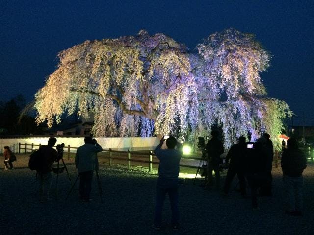 北斗桜回廊　ライトアップ