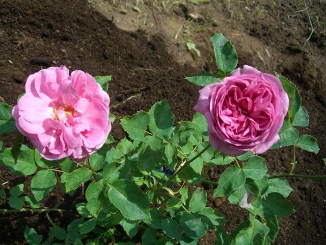 松前町バラ，ボタン園