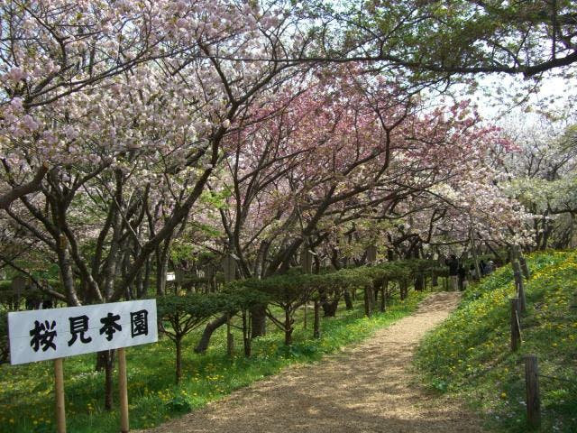 松前町桜見本園