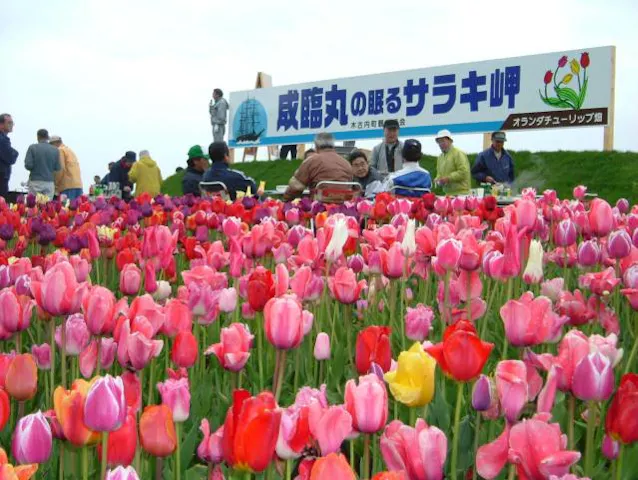 サラキ岬のチューリップ アソビュー