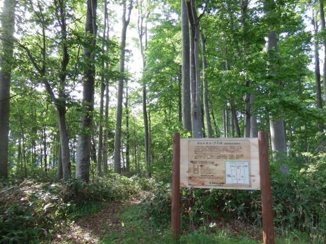 ガルトネルブナ林