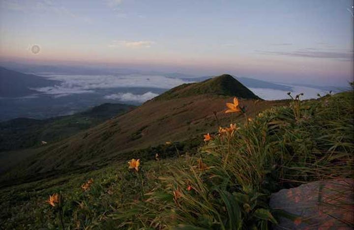 ニセコ連峰の高山植物