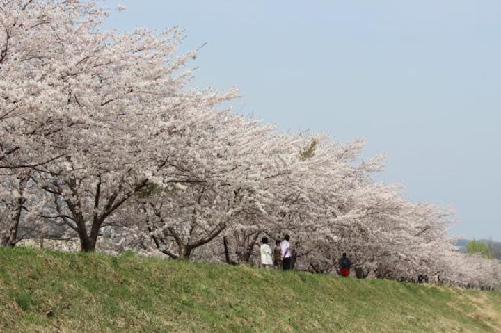 余市川桜並木