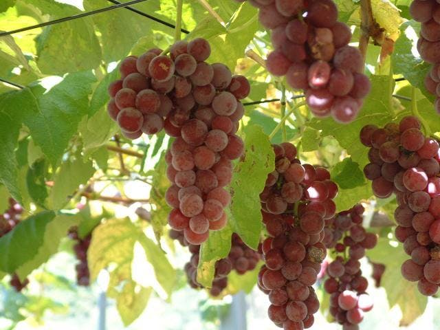 余市町の観光果樹園