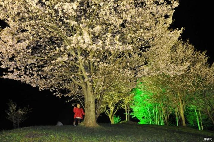 夜桜ライトアップ（北海道鷹栖町）