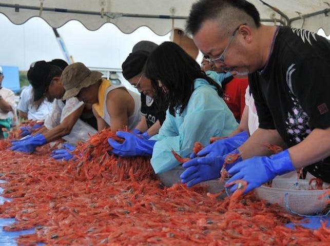 北海道風車まつり