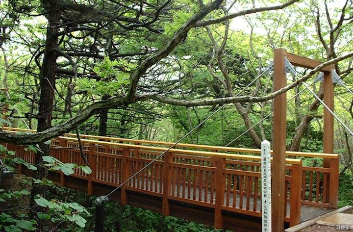 焼尻島オンコ林線道路（歩道）