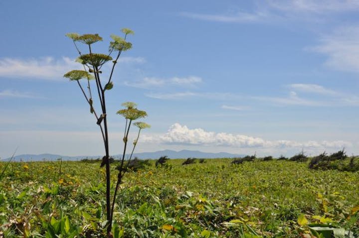 エサヌカ原生花園