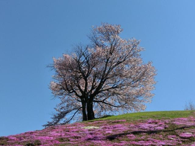 双子の桜