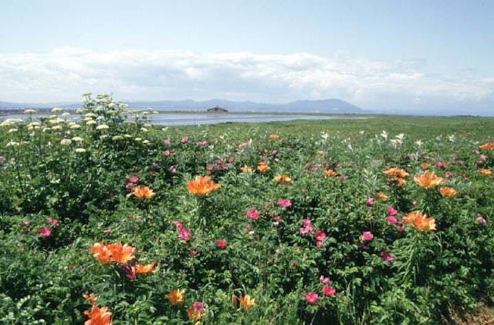 ワッカ原生花園