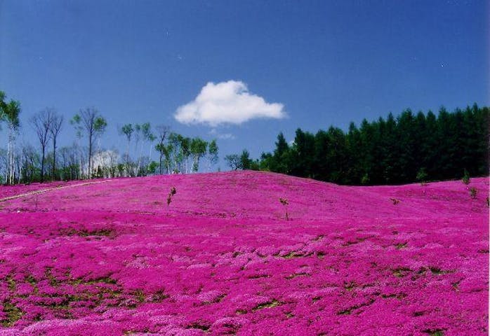 童話村たきのうえ芝ざくらまつり