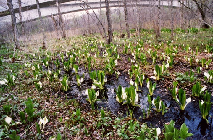 ポロト湖ミズバショウ