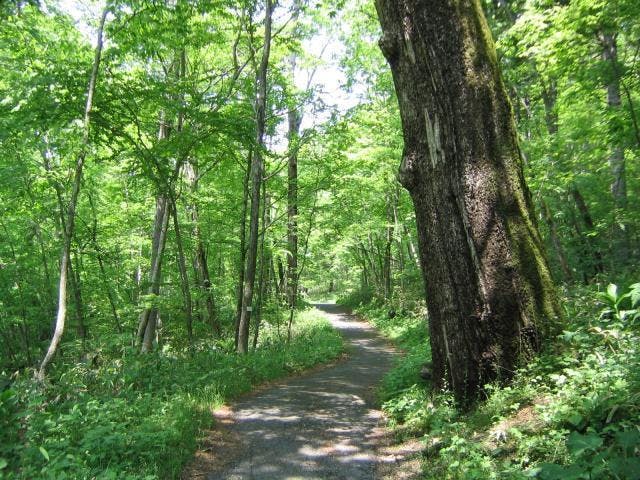 ふるさと２０００年の森　ポロトの森キャンプ場　
