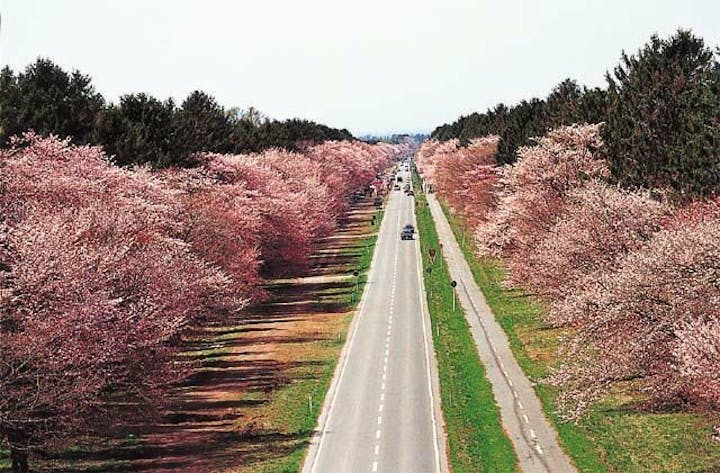 二十間道路桜並木