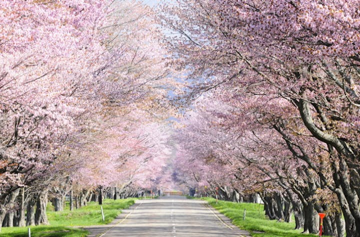 優駿さくらロード(西舎桜並木)