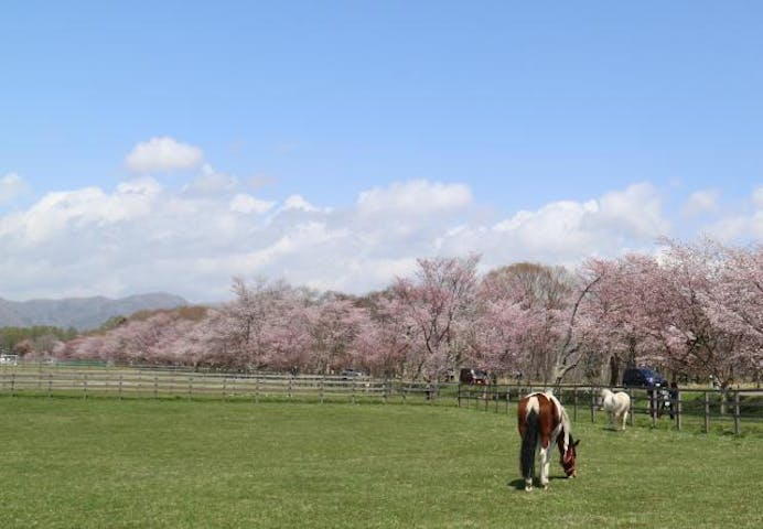 【2021年開催中止】優駿の里浦河桜まつり