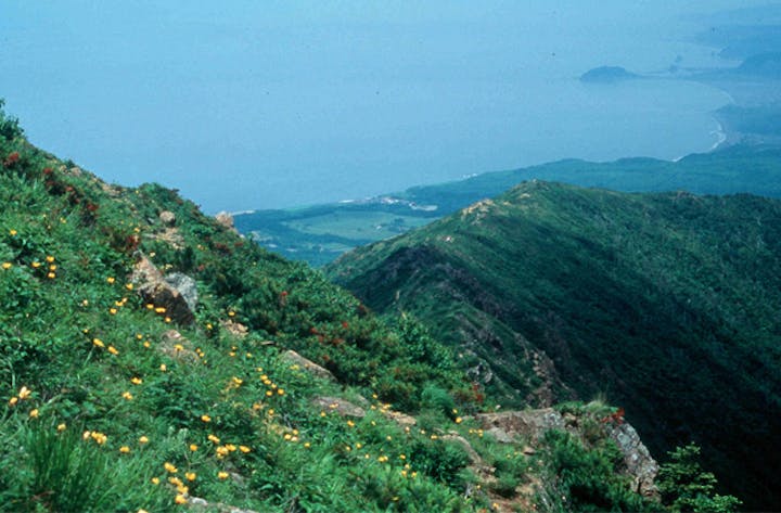 アポイ岳高山植物群落