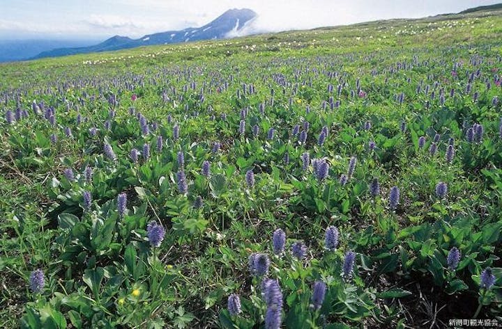 五色ヶ原の高山植物