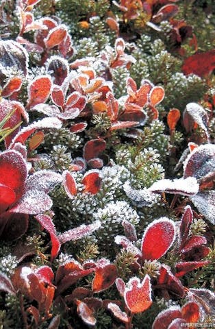 トムラウシ山高山植物群落