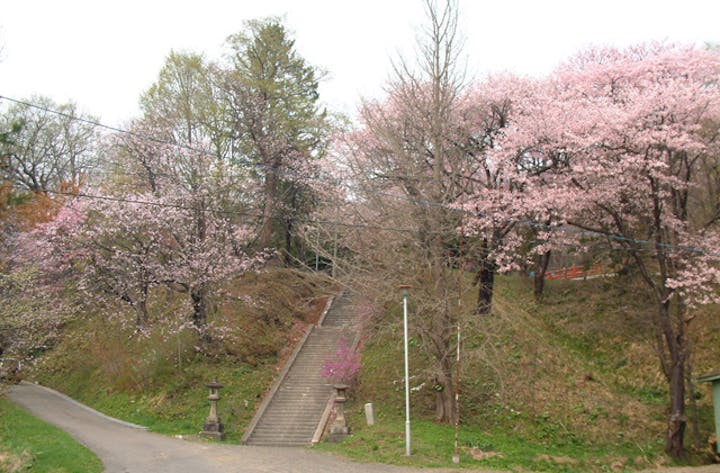 新得山のサクラ