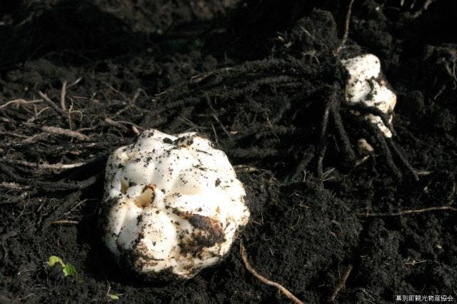 スポットの写真