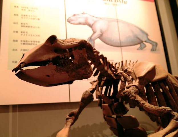 足寄動物化石博物館