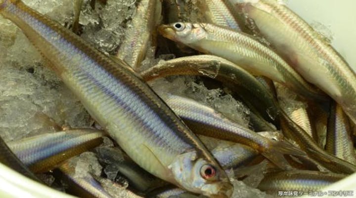 手ぶらで簡単ワカサギ釣り体験ツアーin別寒辺牛川