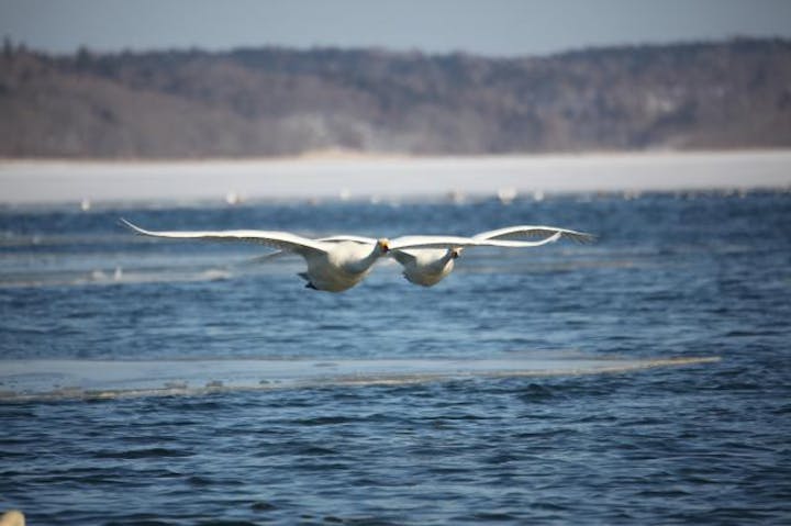 厚岸湖のオオハクチョウ
