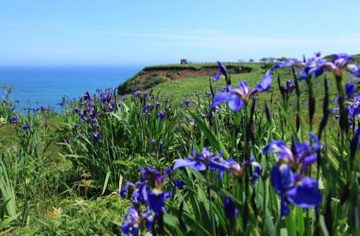 第62回あっけしあやめまつり