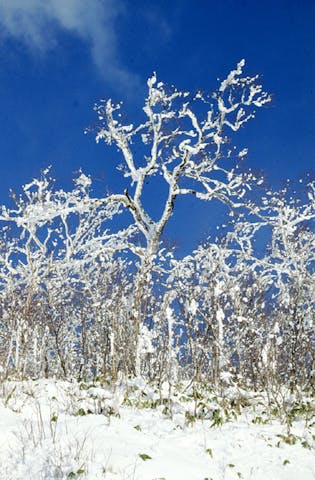 摩周湖周辺の霧氷