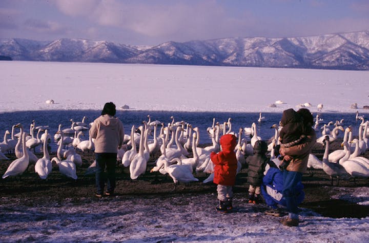 屈斜路湖のハクチョウ