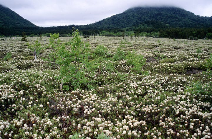硫黄山麓のエゾイソツツジ群落