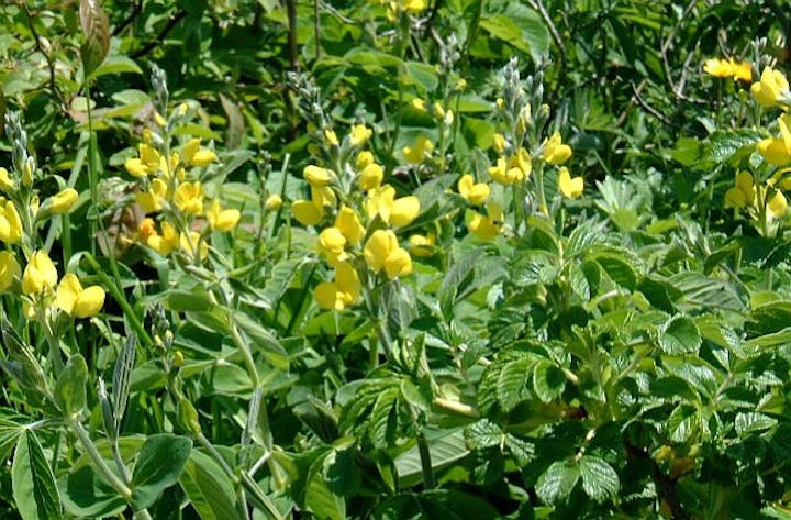 野付半島原生花園