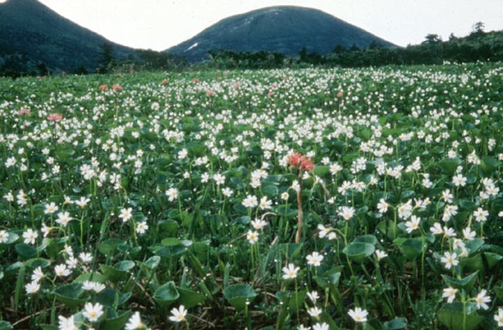 田代平湿原植物群落