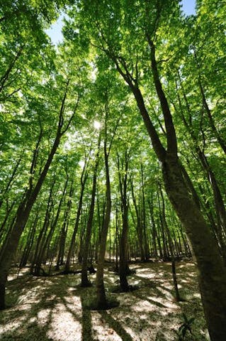 八甲田連峰の新緑