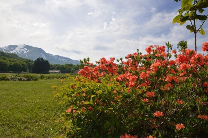 東八甲田つつじ祭