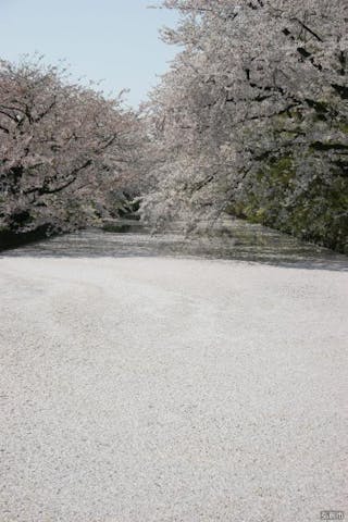 弘前さくらまつり2021