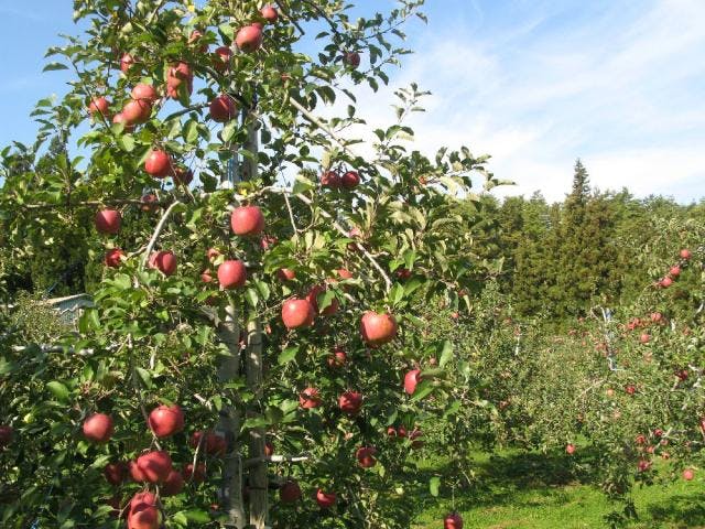 八戸市南郷観光農園