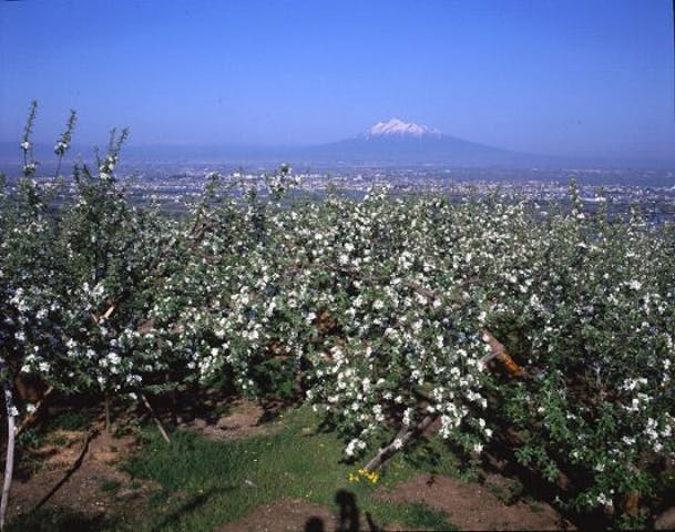 観光リンゴ園のリンゴの花