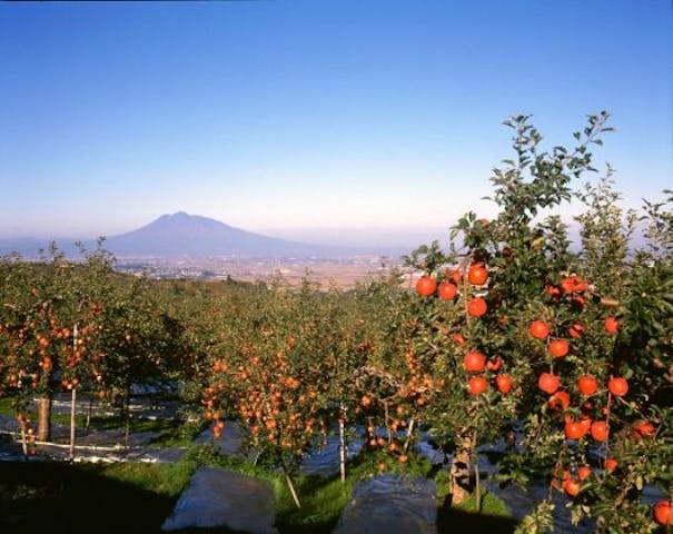 黒石観光りんご園