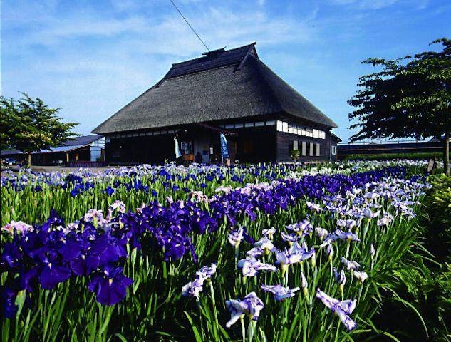 花菖蒲まつり2021