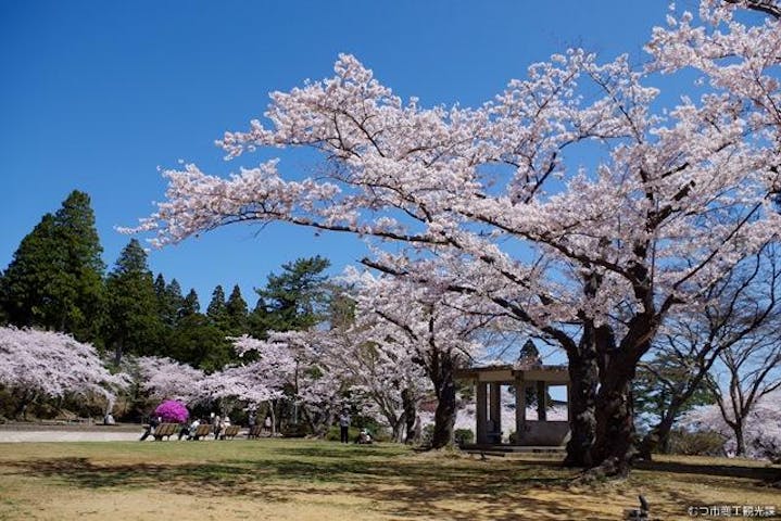 むつ桜まつり