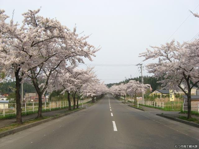 【中止】来さまい大畑桜ロードさくらまつり