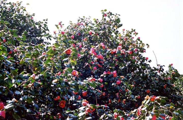 椿山のヤブツバキ