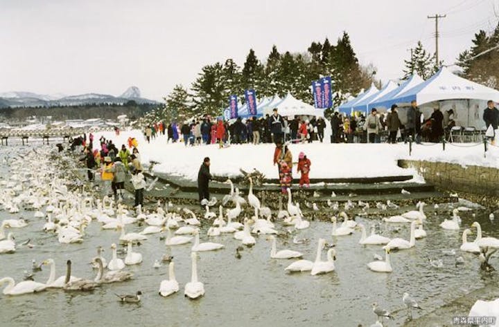 白鳥まつり